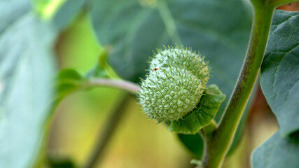 Brugmansia Datura Angel's Trumpet fruits in summer garden