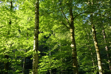 Bright fresh green in the light-flooded summery deciduous forest