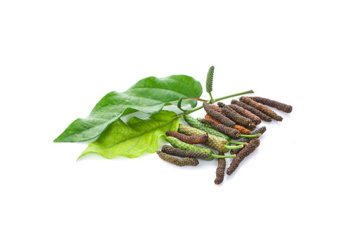 Long pepper or Piper longum isolated on white background