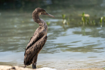 Socotra cormorant, a threatened species of cormorant that is endemic to the Persian Gulf and the south-east coast of the Arabian Peninsula, on the northern coast of Qatar