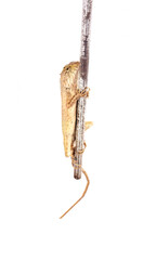 Fototapeta premium Thai brown chameleon lizard isolated on white background