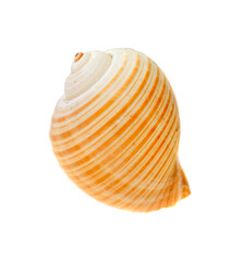 sea shell isolated on white