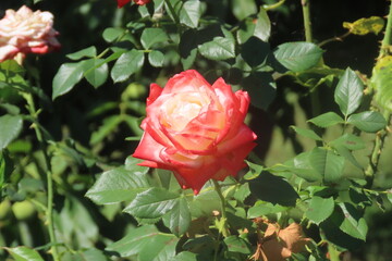 Beautiful rose close-up with fresh green blurry background