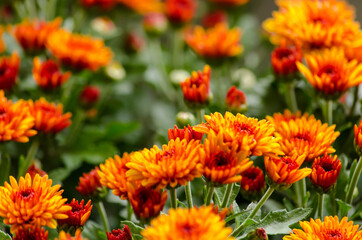 Blossom chrysanthemums red-orange-yellow texture for calendar