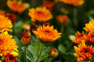Blossom chrysanthemums red-orange-yellow texture for calendar