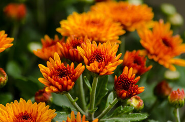 Blossom chrysanthemums red-orange-yellow texture for calendar