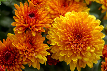 Blossom chrysanthemums red-orange-yellow texture for calendar