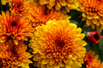 Blossom chrysanthemums red-orange-yellow texture for calendar