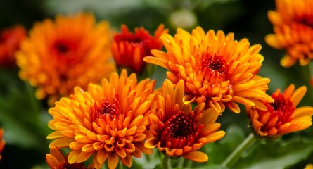 Blossom chrysanthemums red-orange-yellow texture for calendar