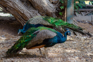peacock with feathers