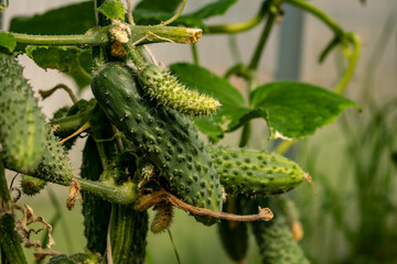 Cucumbers on the branches in natural conditions.