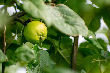 Green apple on a branch in natural conditions.