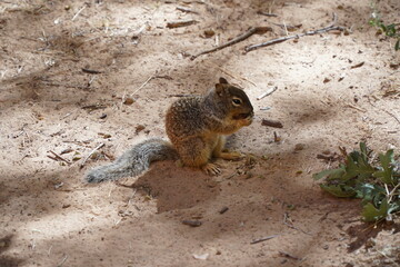 Obraz premium A busy Rock Squirrel in The Zion Narrows Riverside Walk, Zion National Park, Utah, USA