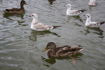 ducks and seagulls on the pond