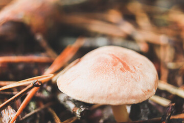 Mushrooms with small caps among crumbling pine needles close-up.