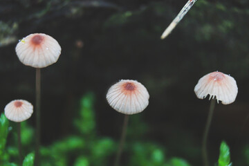 Mushrooms with small caps among the moss close-up.