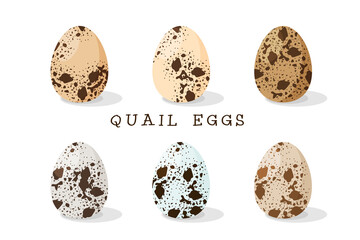 Quail eggs, a set of 6 pieces with different patterns and shades. Vector illustration isolated on a white background.