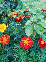 Obraz premium Flowers