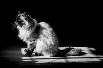 Stock photo of a Himalayan cat in black and white with natural light in the morning