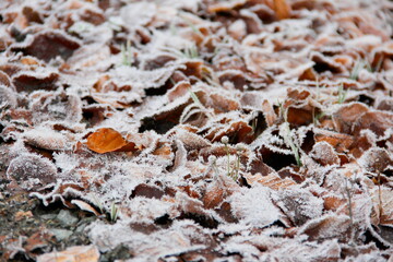 close up of a frozen leaf