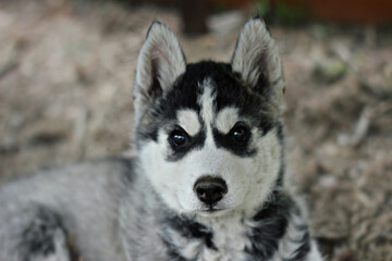 siberian husky puppy portrait