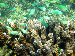Bright blue fish swimming over coral