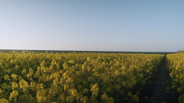 Scenic wide shot of blooming canola or rape field during beautiful summer day