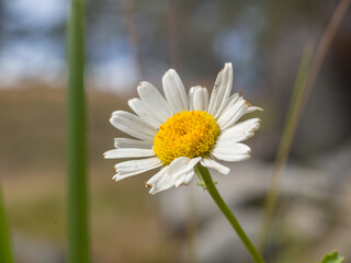 Close up of a daisy in the meadow