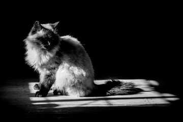 Stock photo of a Himalayan cat in black and white with natural light in the morning
