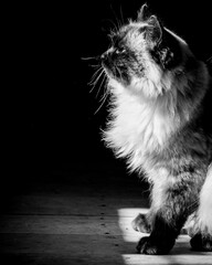 Obraz na płótnie Canvas black and white cat