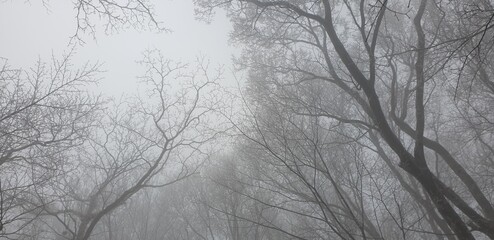 halla mountain trees in the fog in jeju