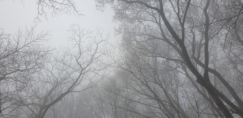 halla mountain trees in the fog in jeju