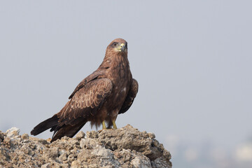 black kite sitting on the rocks staring at its prey