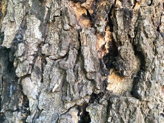 tree bark texture