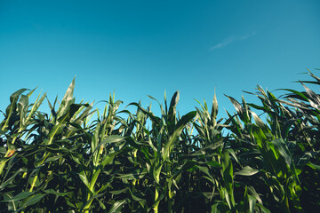 Fototapeta premium Views of rice fields, rice fields and mountains