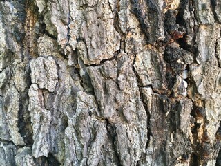 bark of a tree
