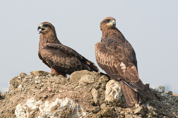black kite pair sitting and enjoying the sun bask