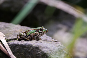 Green  Pool Frog Rana Lessonae resting on a stone on the shore