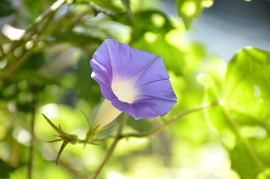 beautiful blue color annual vine flower with leaves in the garden.