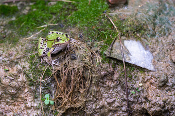Green  Pool Frog Rana Lessonae standing on a wet grass near mud