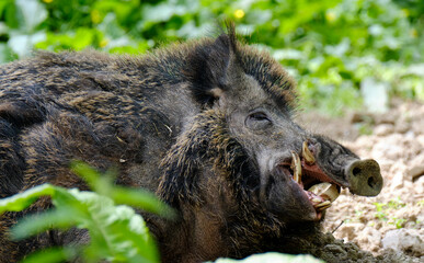 Wildschwein, Sus scrofa
