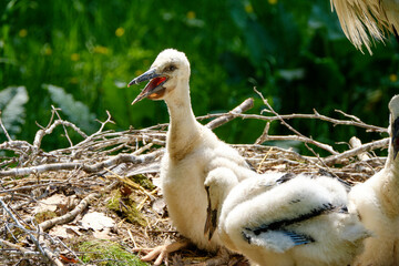 Junge Weissstörche im Nest, Ciconia ciconia