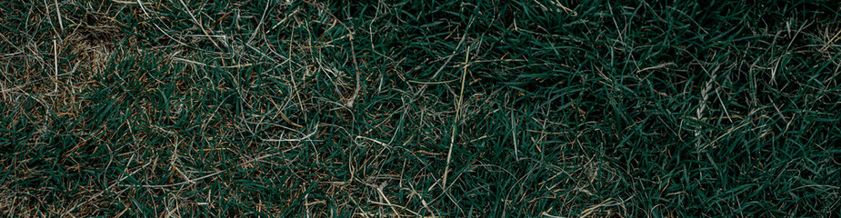 Dark moody plants for background. Nature environment. Panoramic photo.