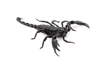 scorpion isolated on white background