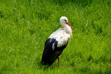 Weissstorch, Ciconia ciconia