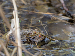 Erdkröte, Bufo bufo, bei der Paarung