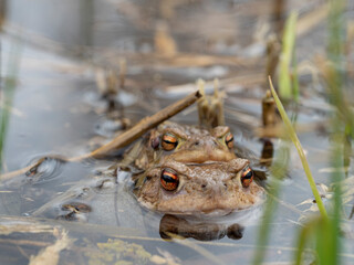 Erdkröte, Bufo bufo, bei der Paarung