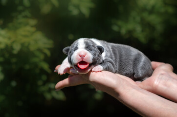 american staffordshire terrier cute newborn puppies beautiful dogs bright photo
