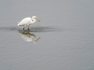 Silberreiher, Ardea alba, Syn.: Casmerodius albus, Egretta alba