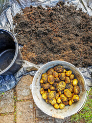 Kartoffelernte, neue Kartoffeln, in Eimern gepflanzt